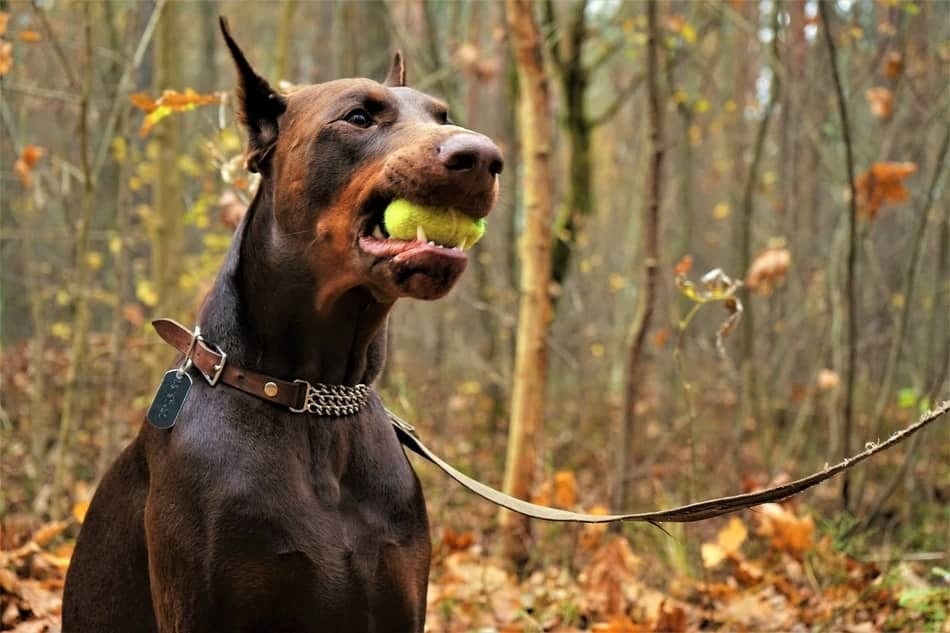 doberman dog bite force