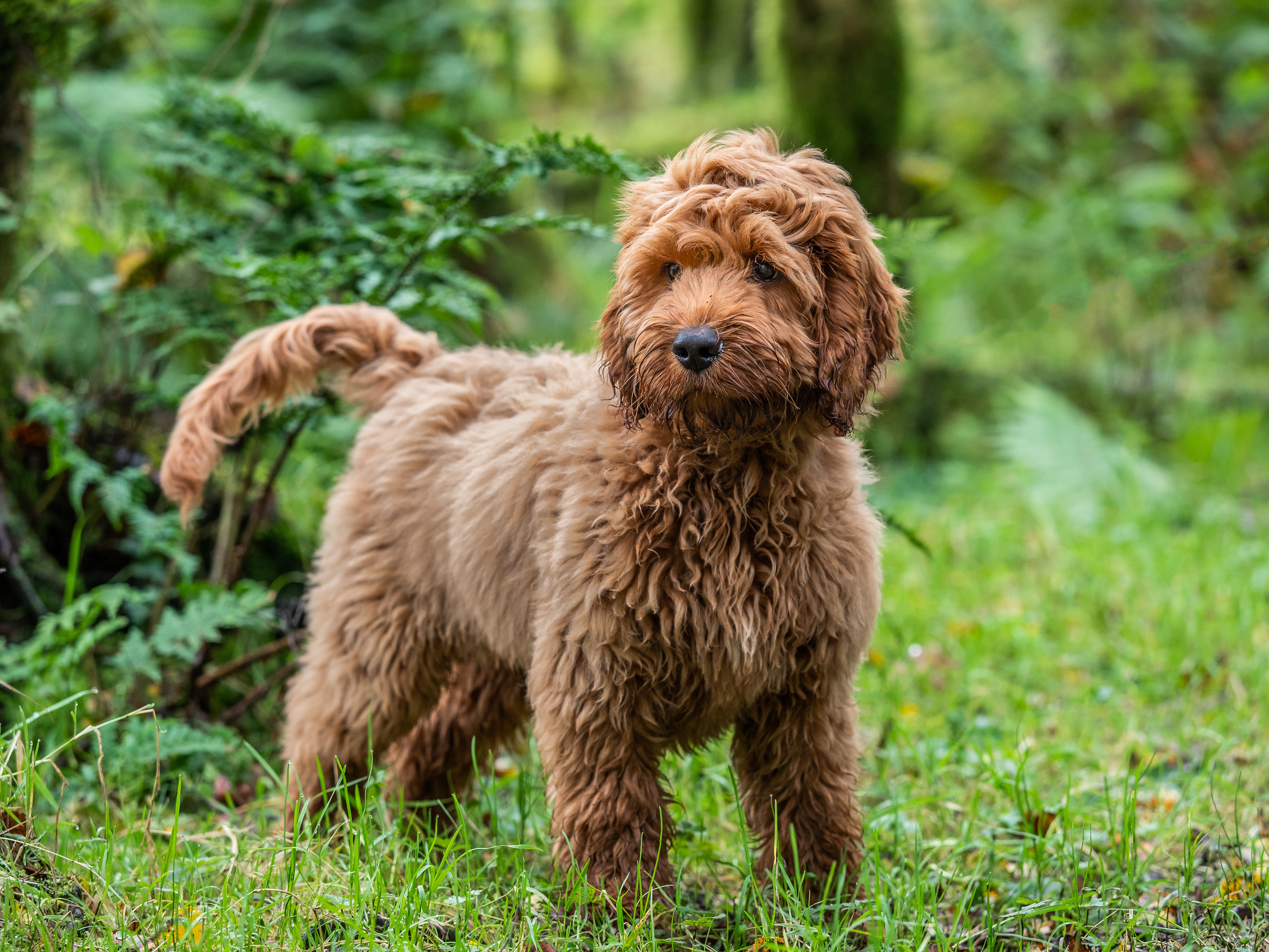 toy cockapoo puppies for sale