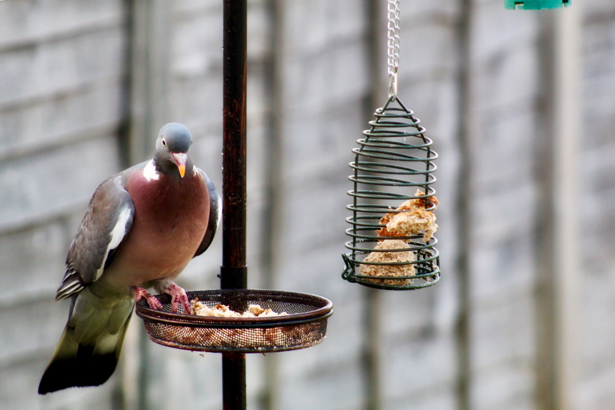 anti pigeon bird feeder