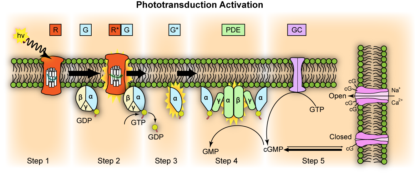 transducin