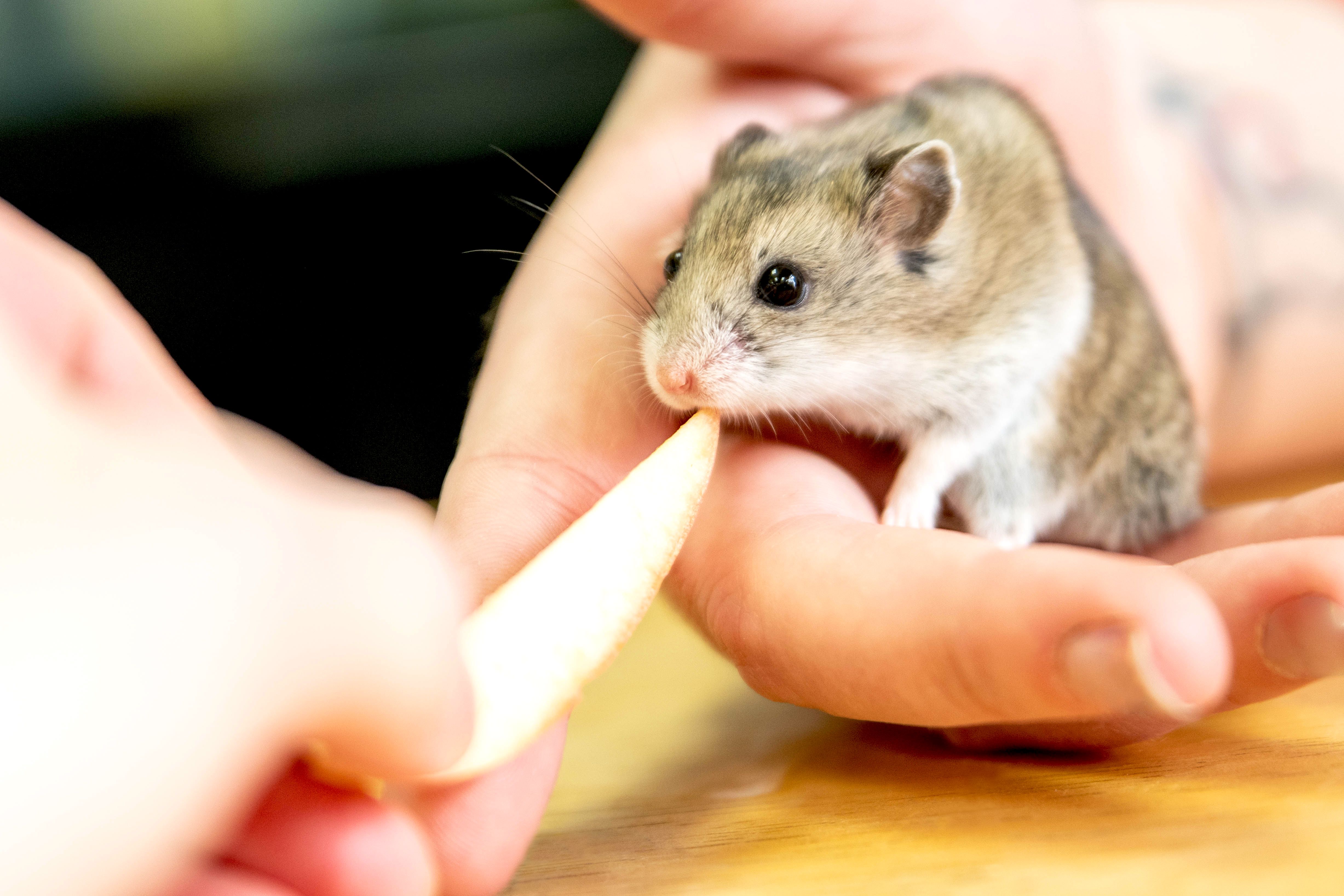 what can dwarf hamsters eat