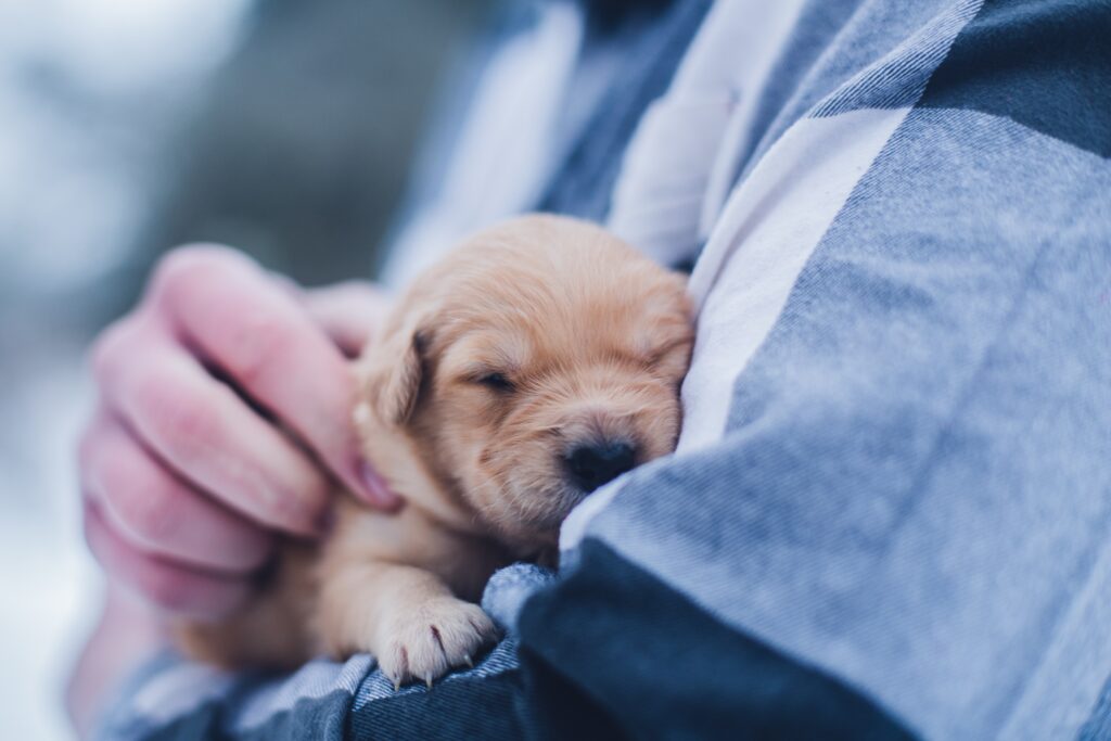 puppies free to a good home near me