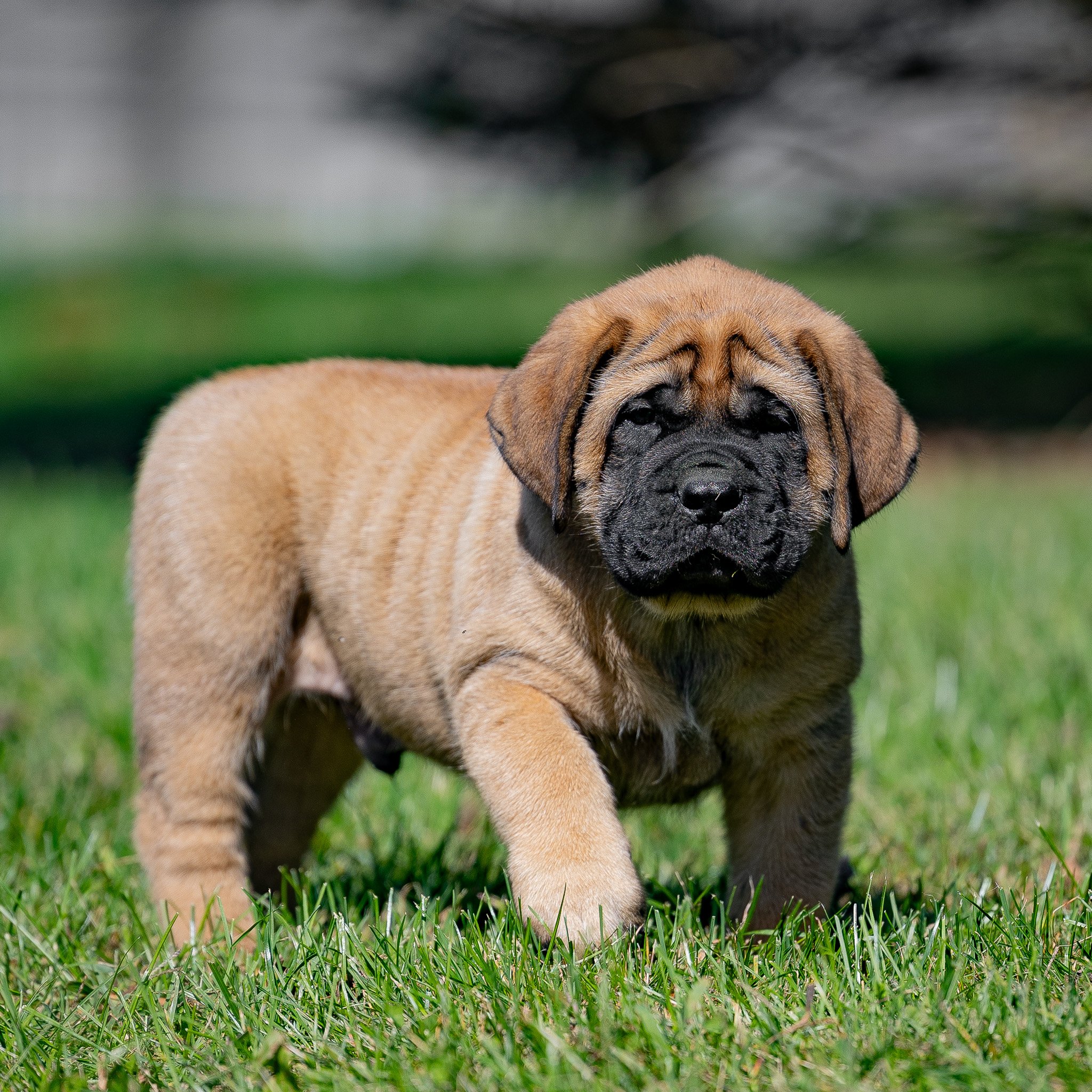 mastiff puppies