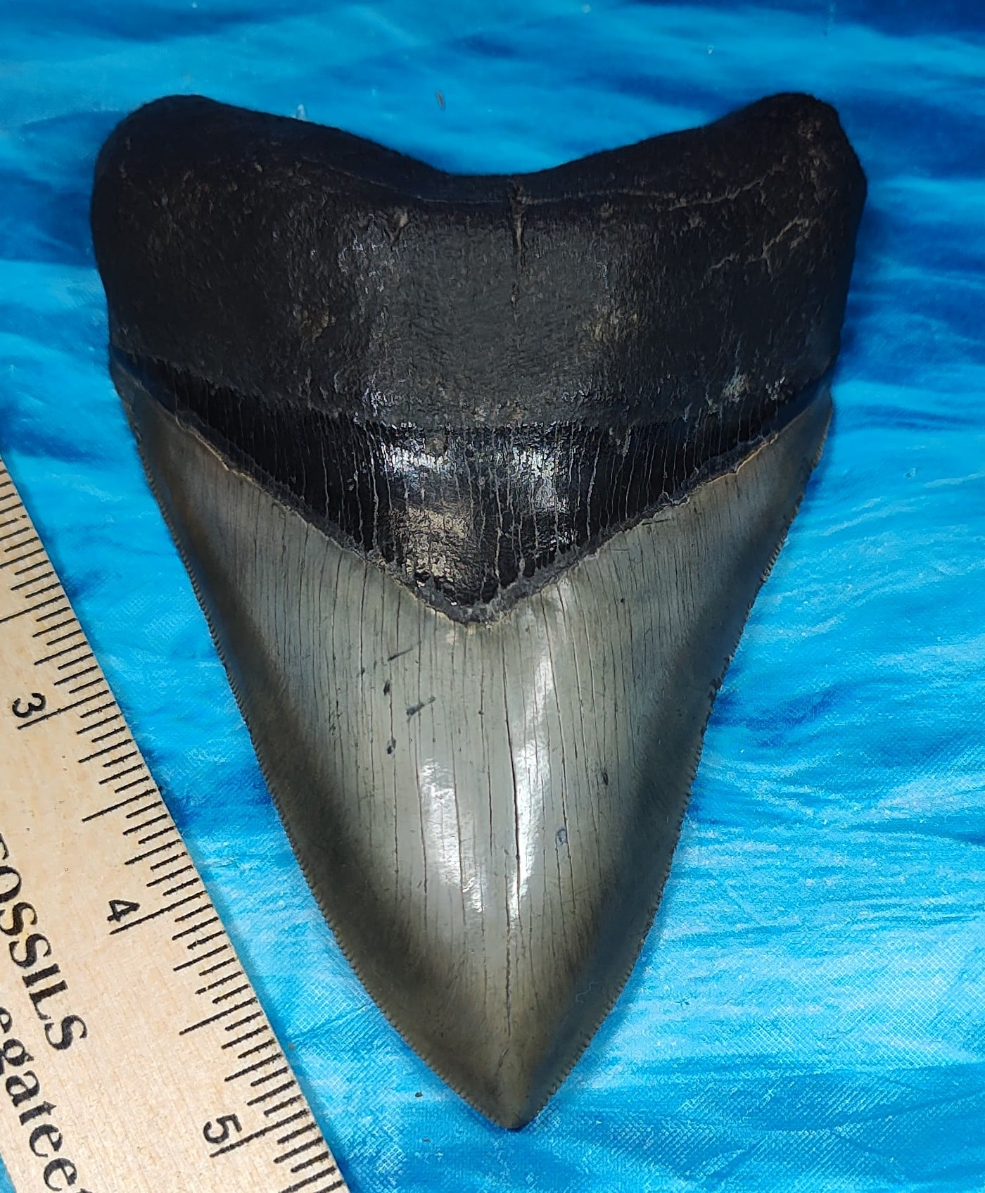 megalodon teeth for sale