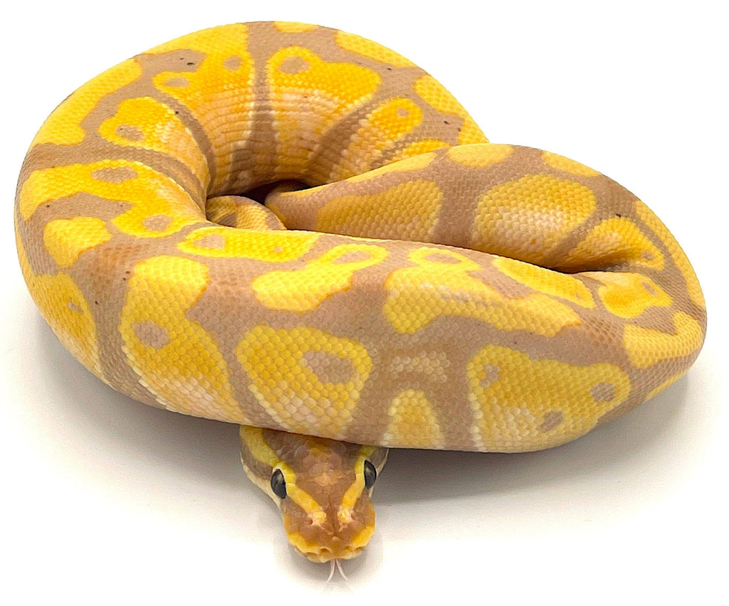 banana royal python