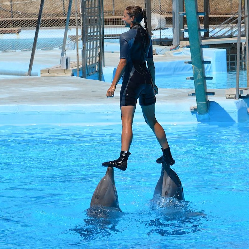 benalmadena dolphins