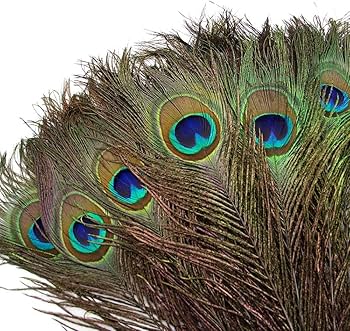plumas de pavo real