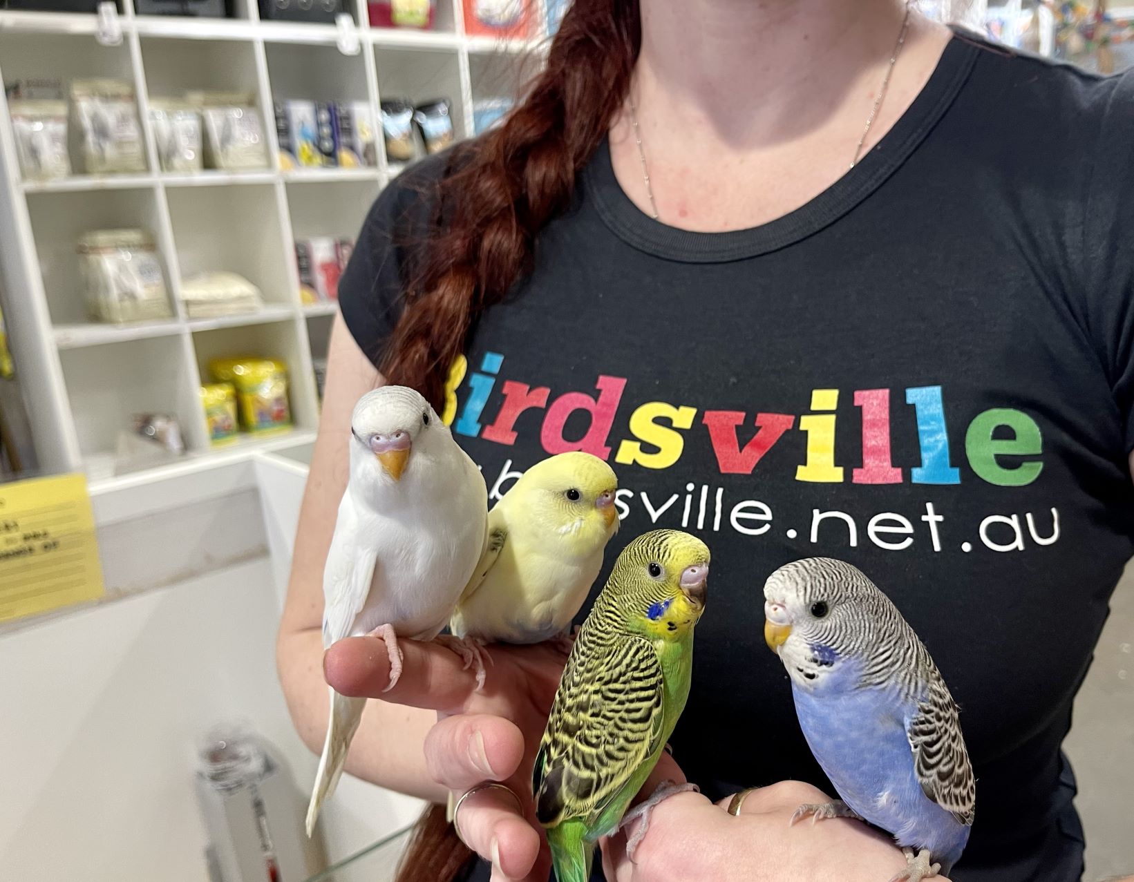 budgie breeder near me