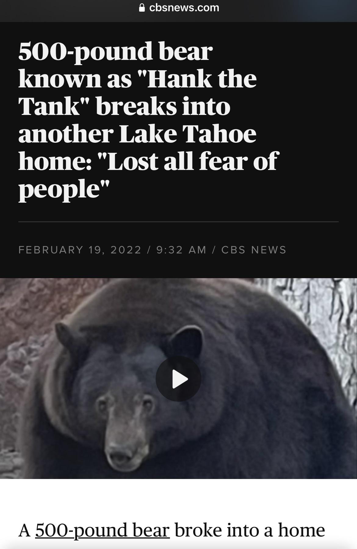 hank the tank bear meme