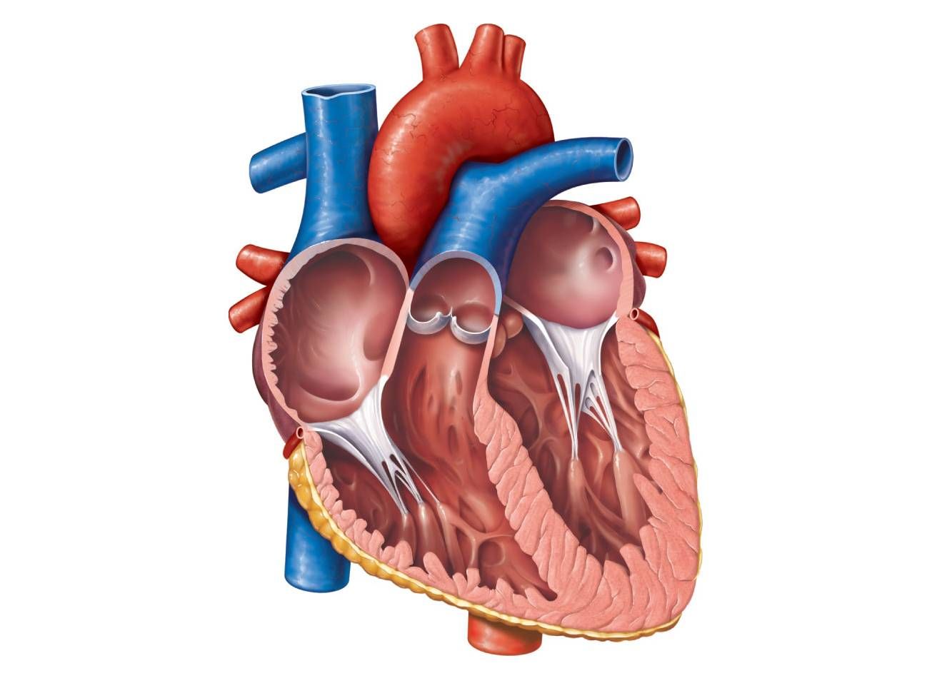 heart diagram unlabeled