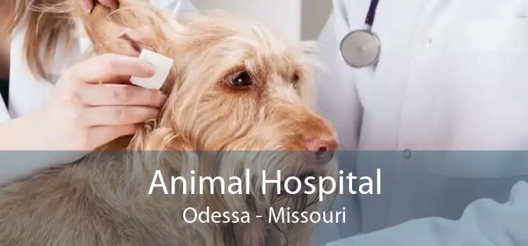 odessa animal hospital