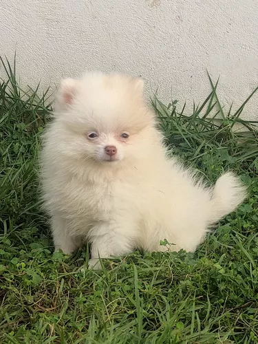 pomerania toy precio