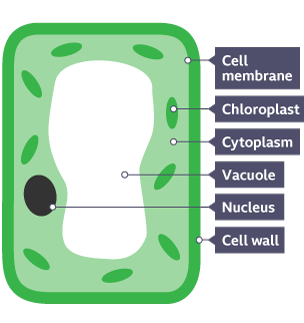 bbc bitesize plant cell