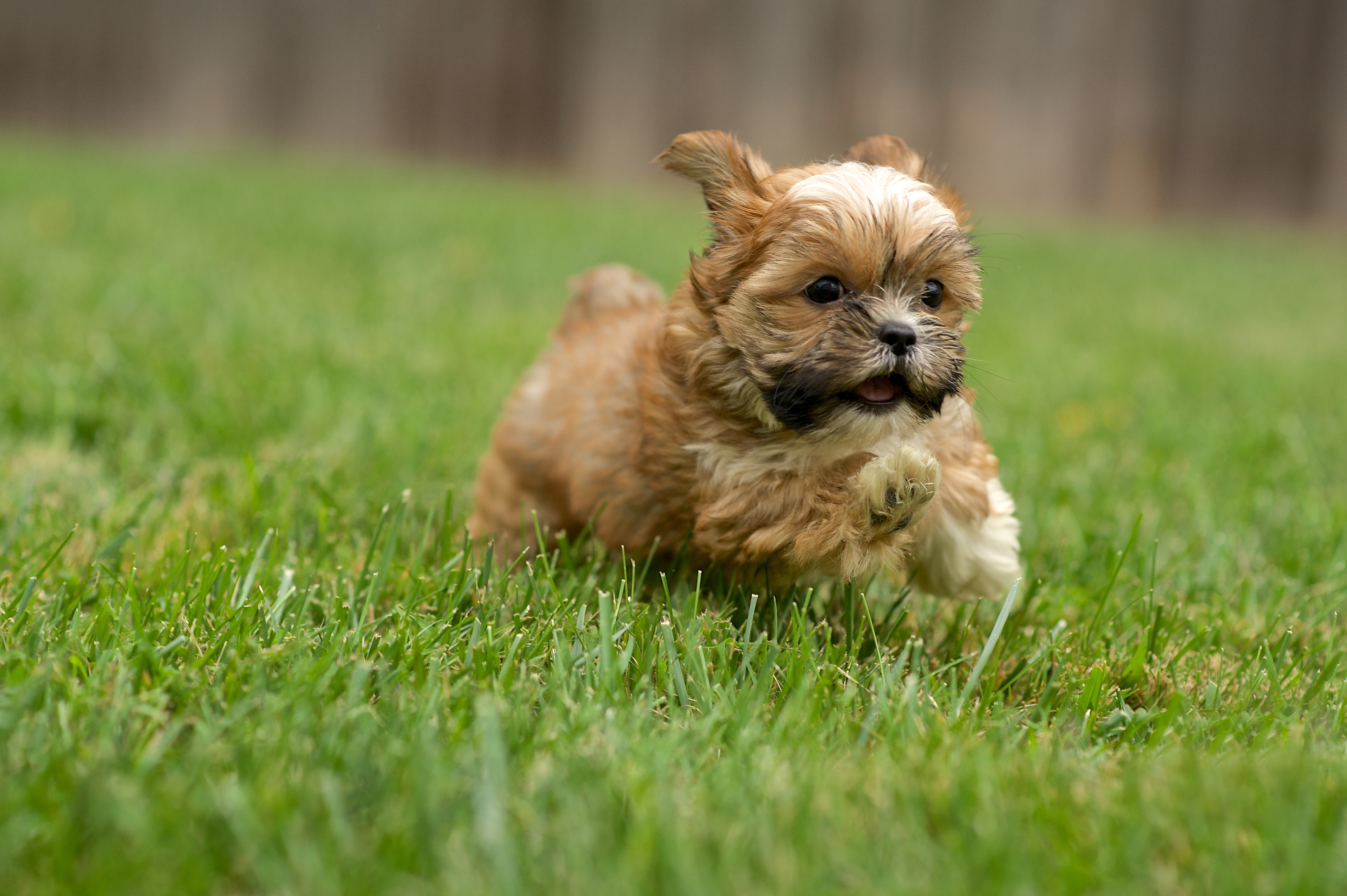 haircuts for shorkies