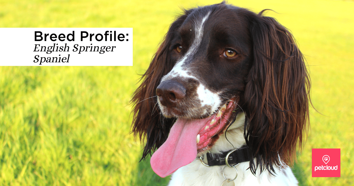 english springer spaniel pictures