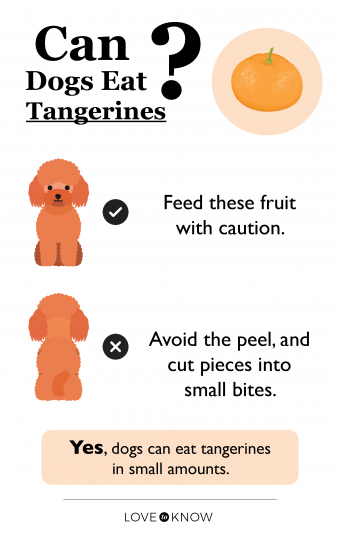 are dogs allowed tangerines