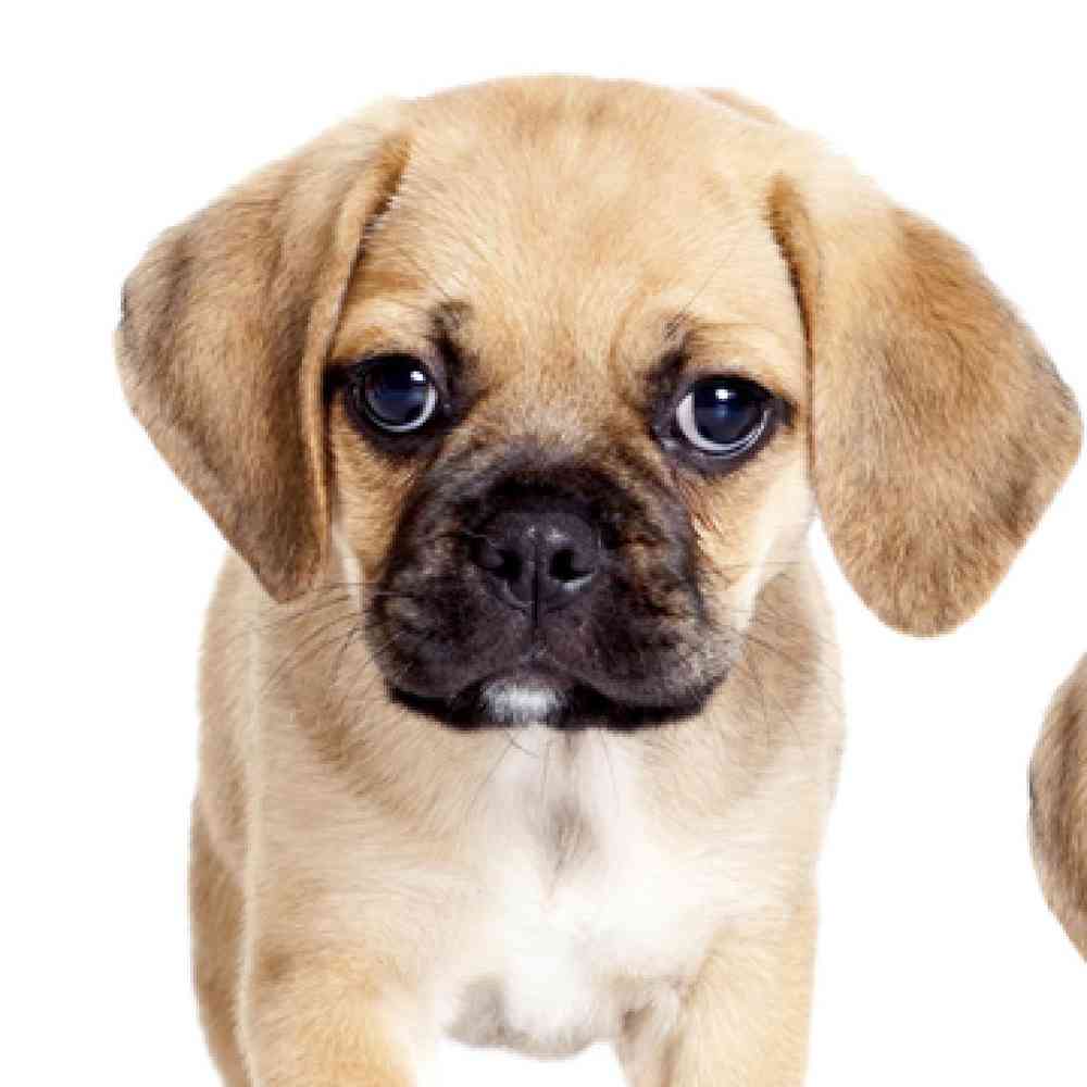 puggle dogs for sale