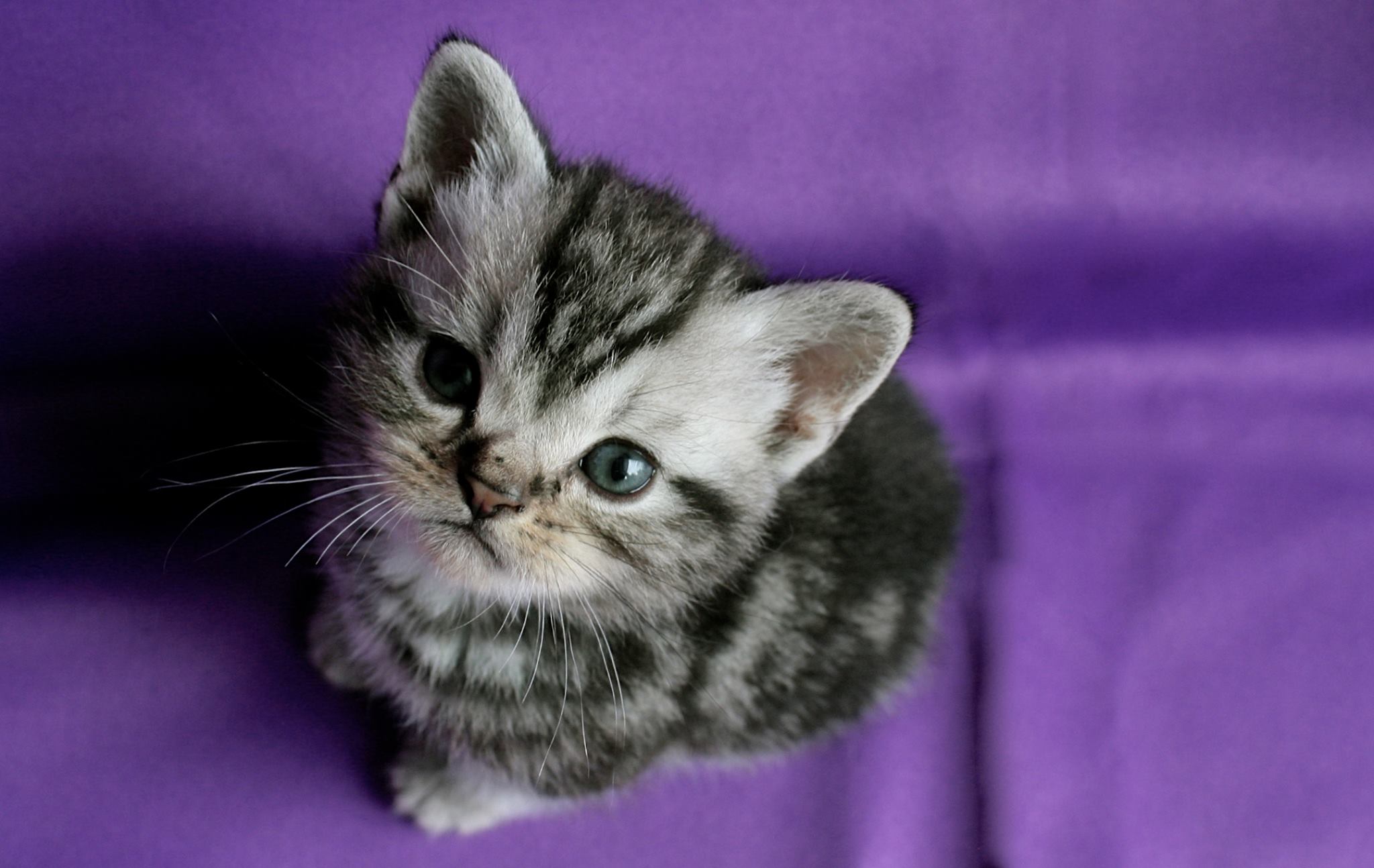 tabby kitten price