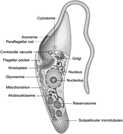 kinetoplast