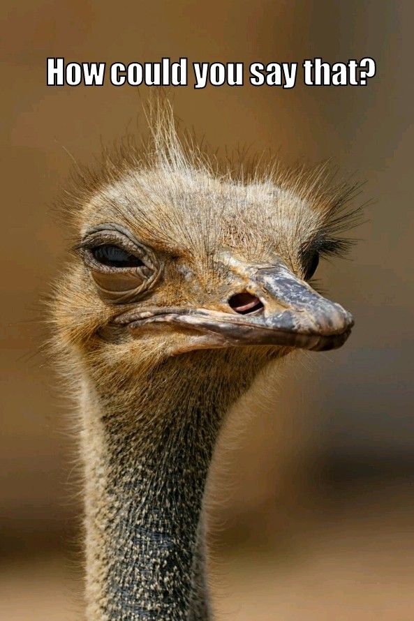 ostrich meme