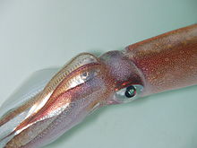 sahara squid