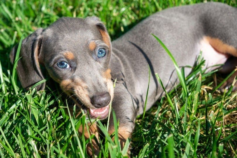 blue wiener dog for sale