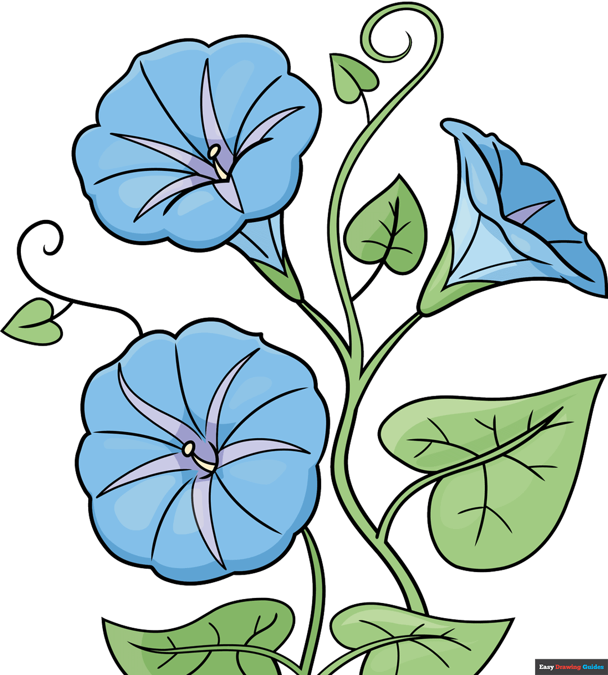 morning glory flower drawing