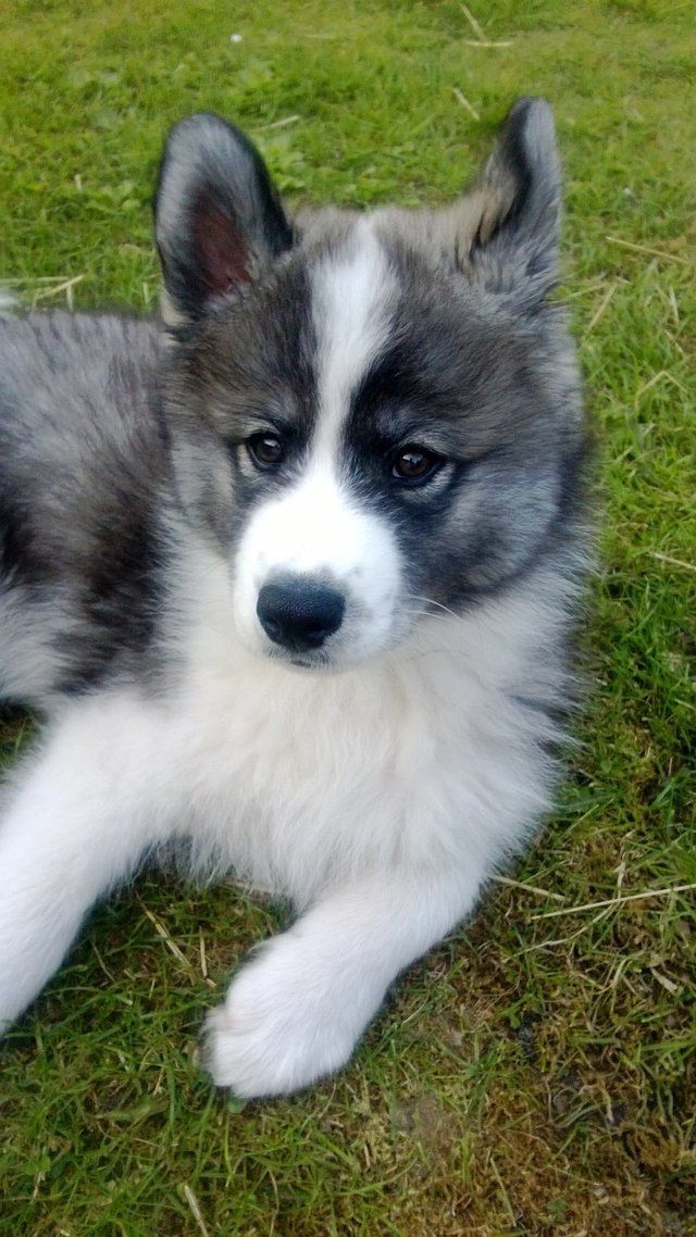 samoyed and husky mix