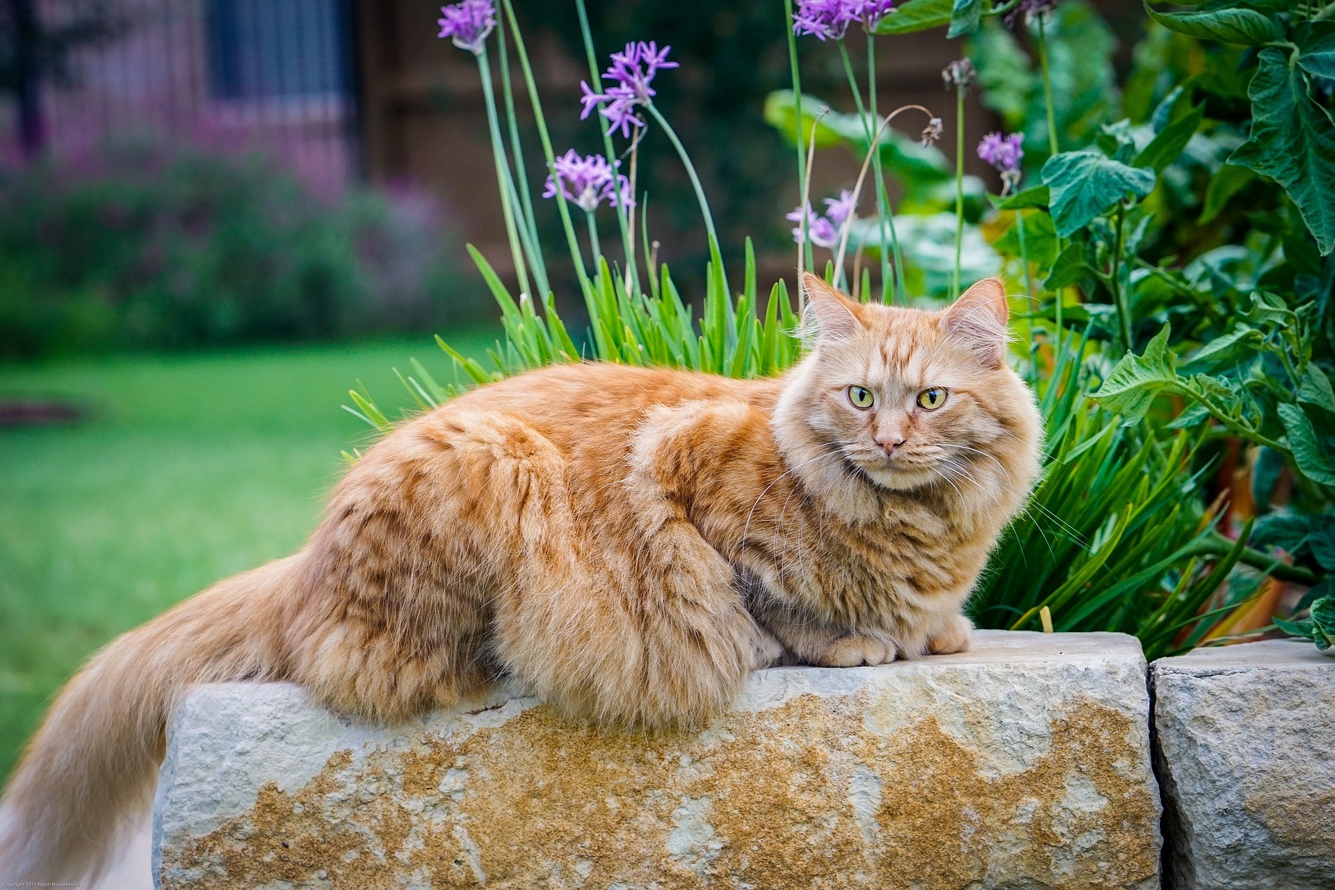 average lifespan maine coon