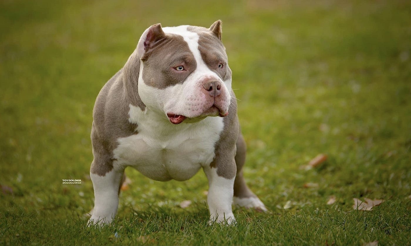 american bully price