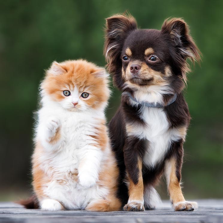 imagenes de perros y gatos adorables