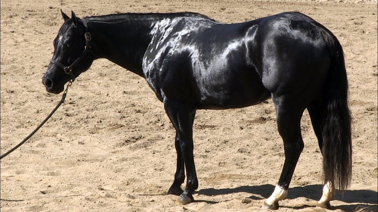 black quarter horse