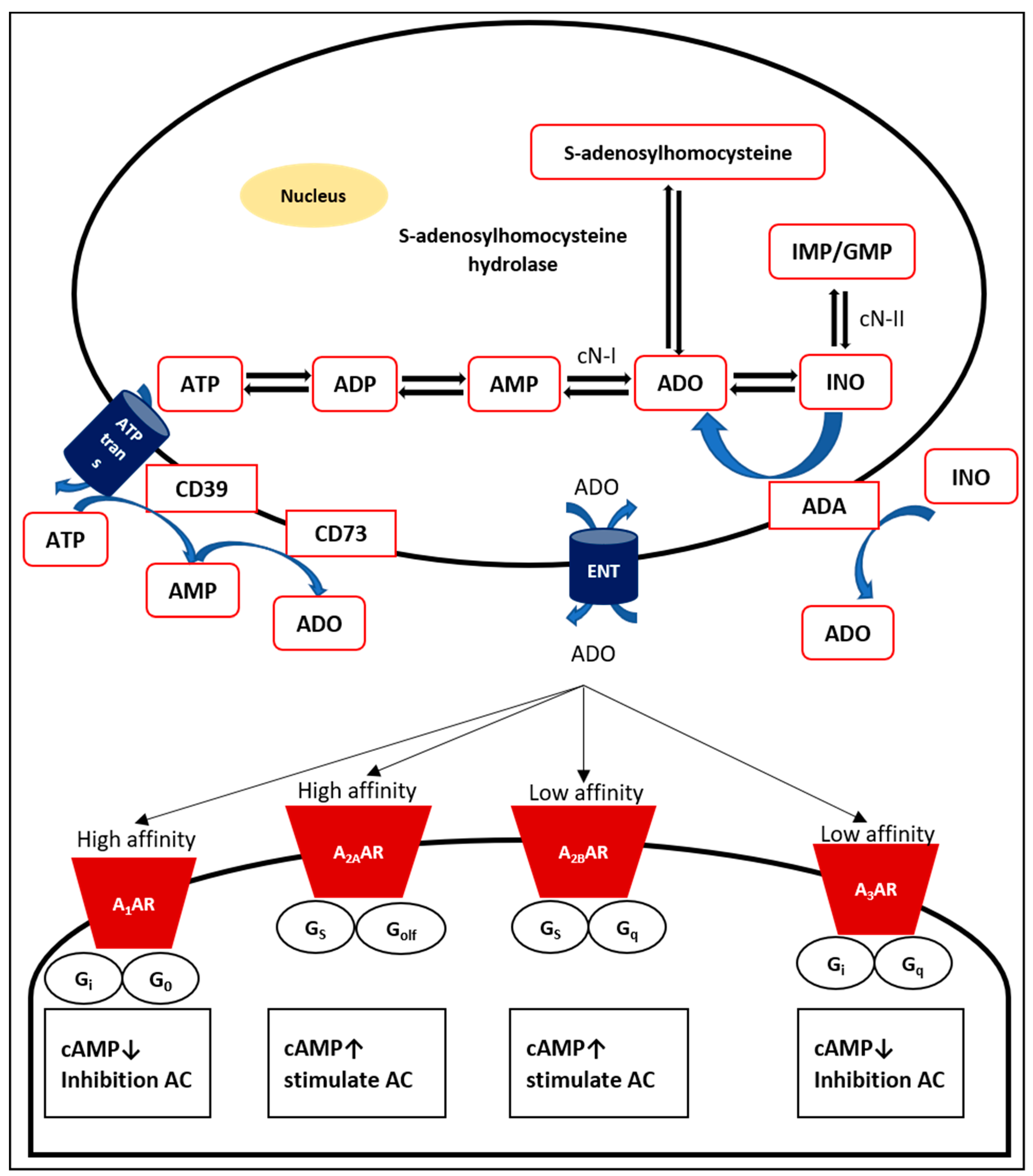 adenosine receptors