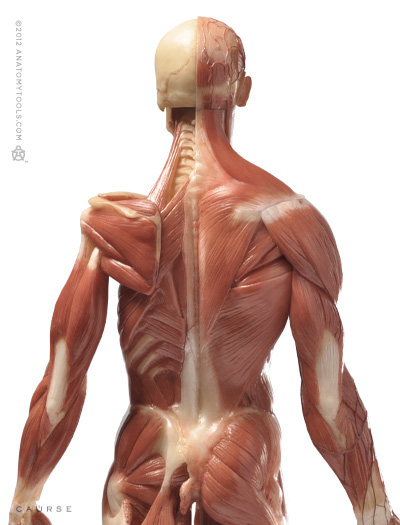 muscle anatomy reference