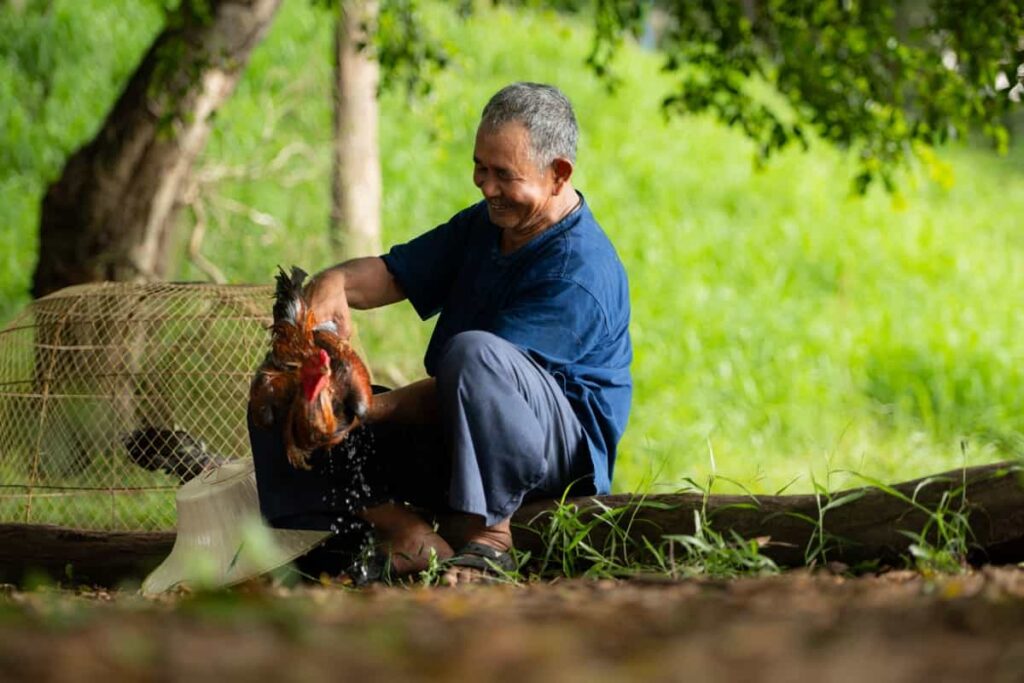 leiper gamefowl fighting style