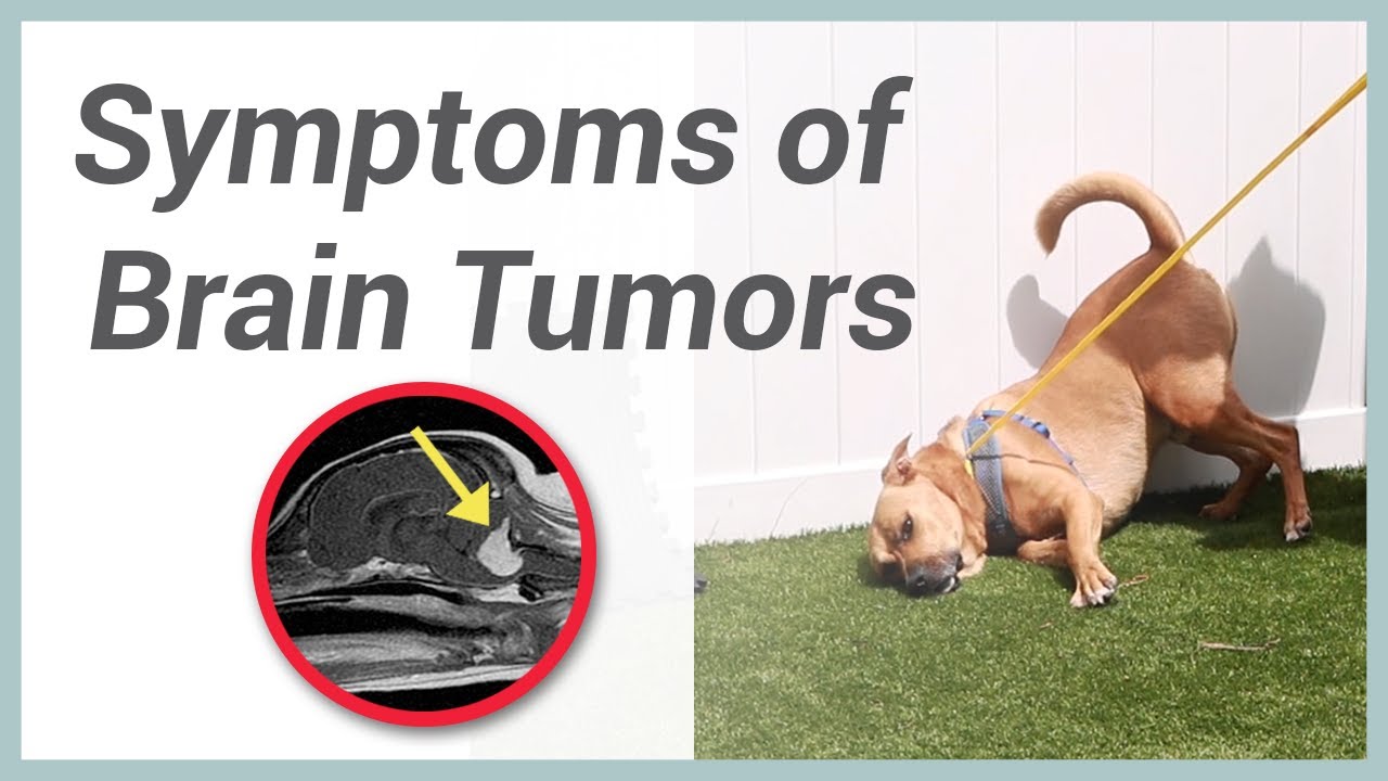 dog brain tumor when to euthanize