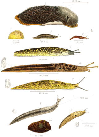 slug meaning in bengali