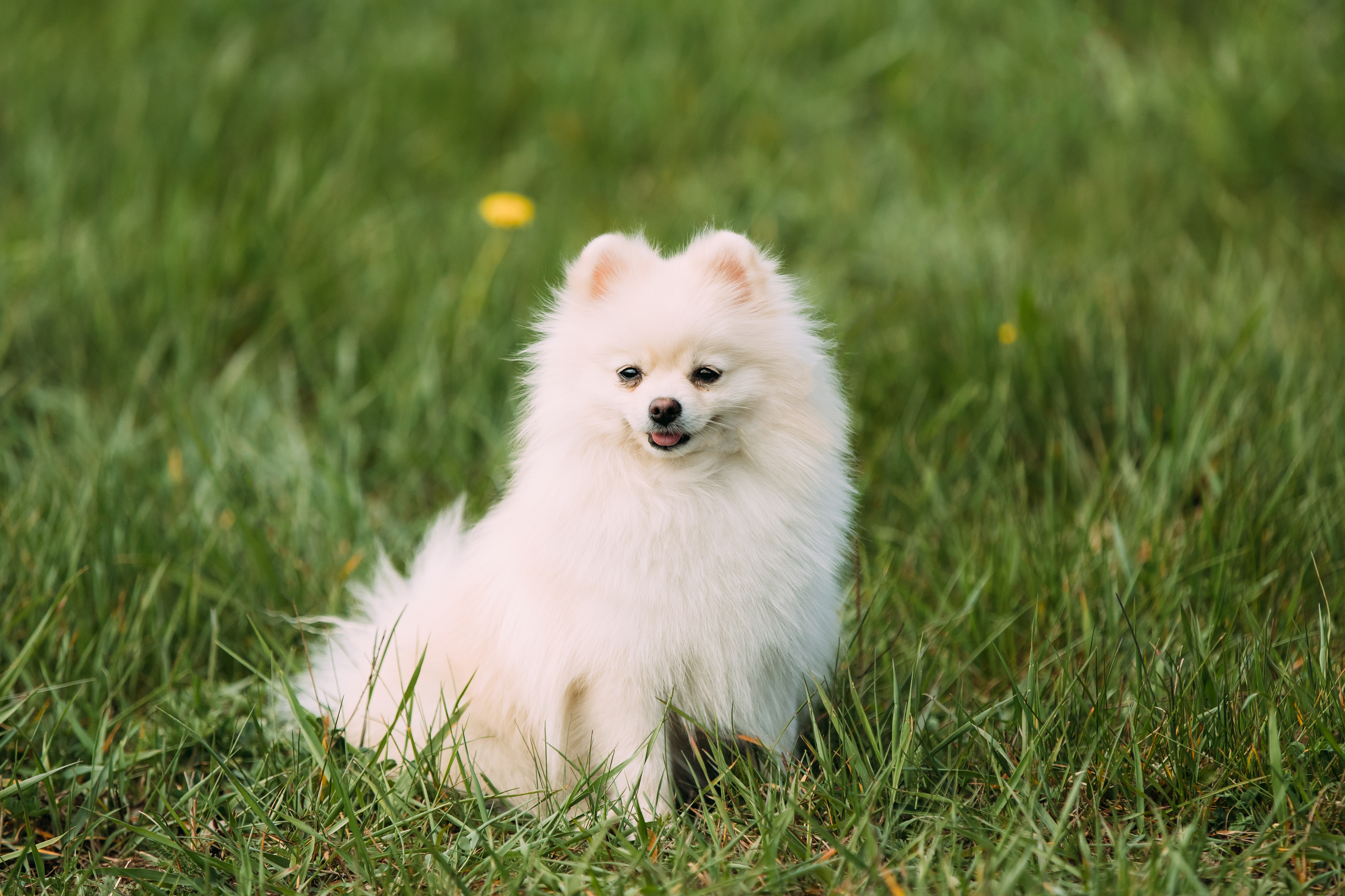 pomeranian life span