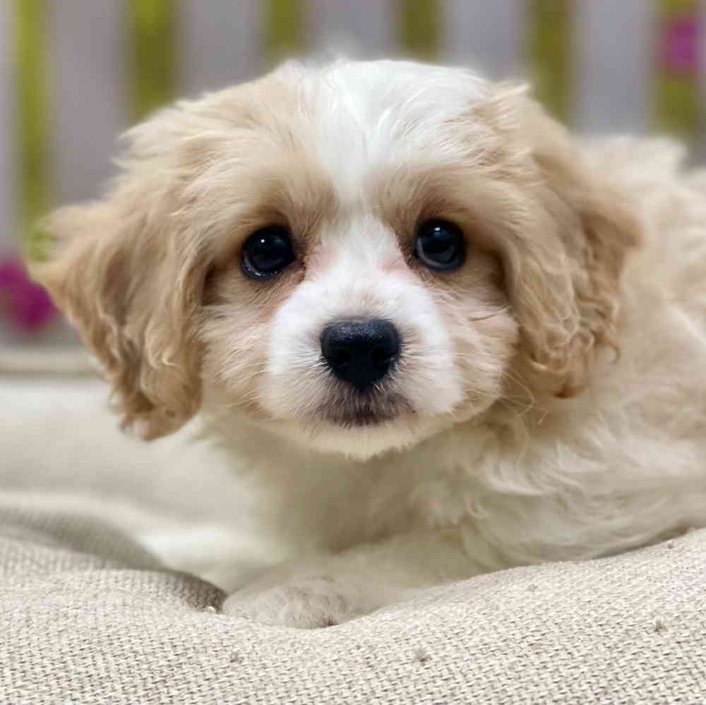 cavachons for sale near me