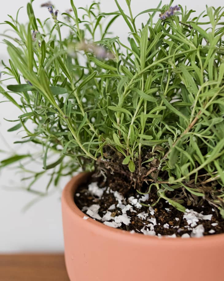 can lavender grow indoors