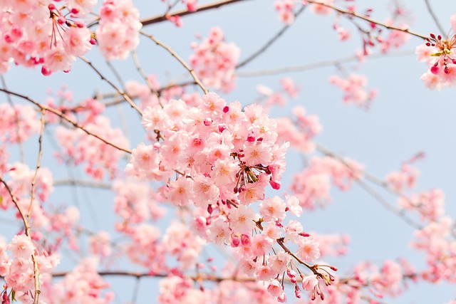 cherry blossom images free