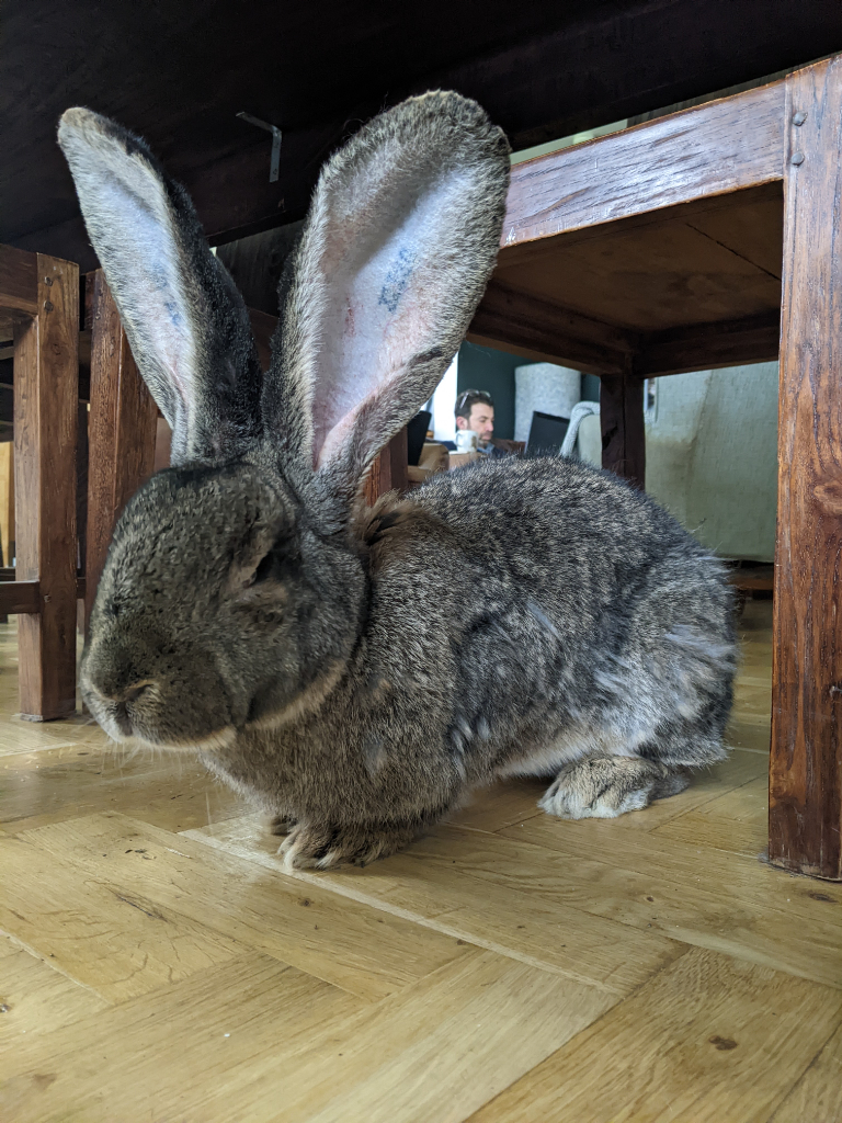 giant continental rabbit for sale
