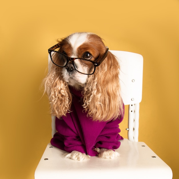 king charles spaniel funny