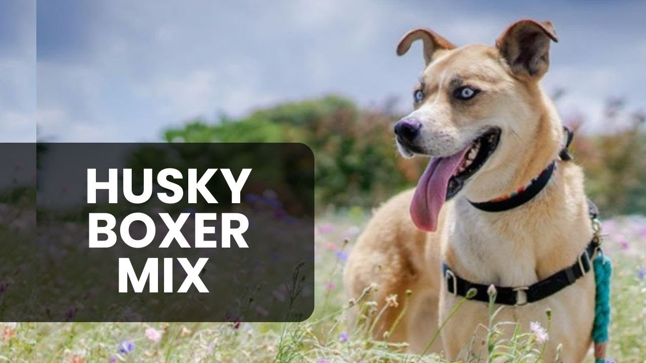 husky boxer mix