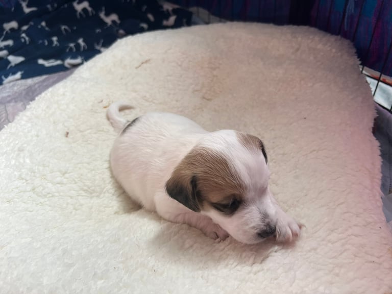 jack russell for sale devon