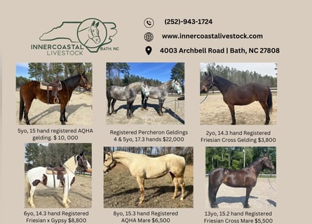 trail horses for sale in nc