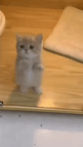 jumping cat gif