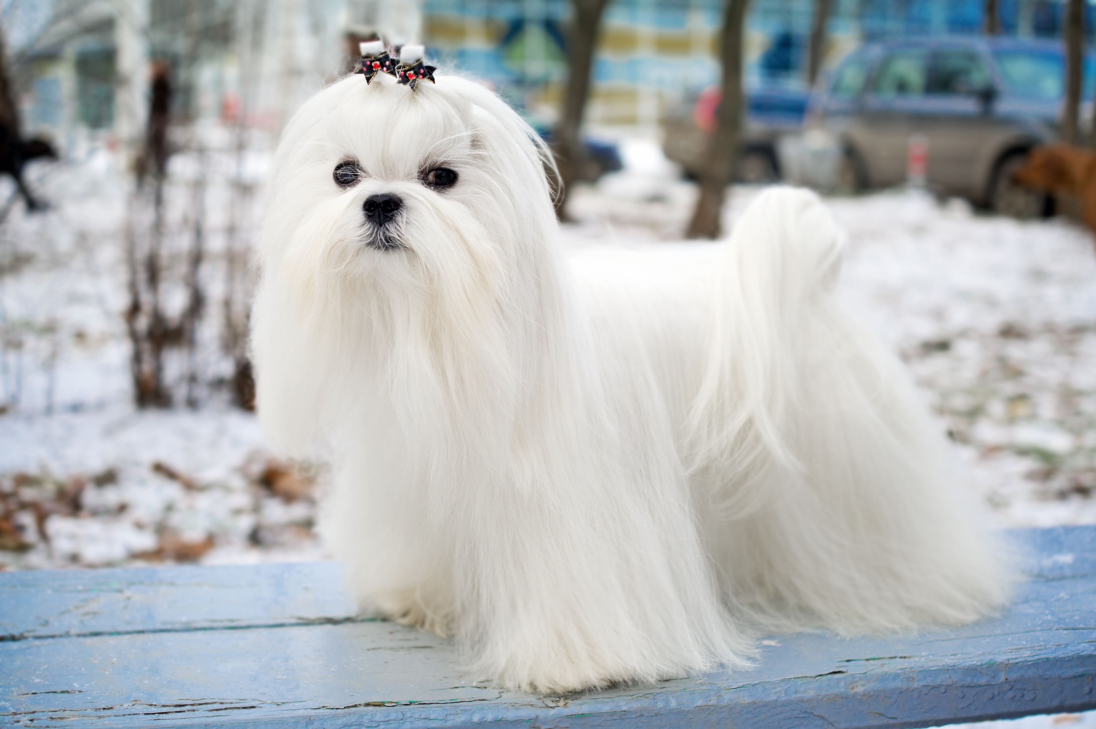 picture of a maltese