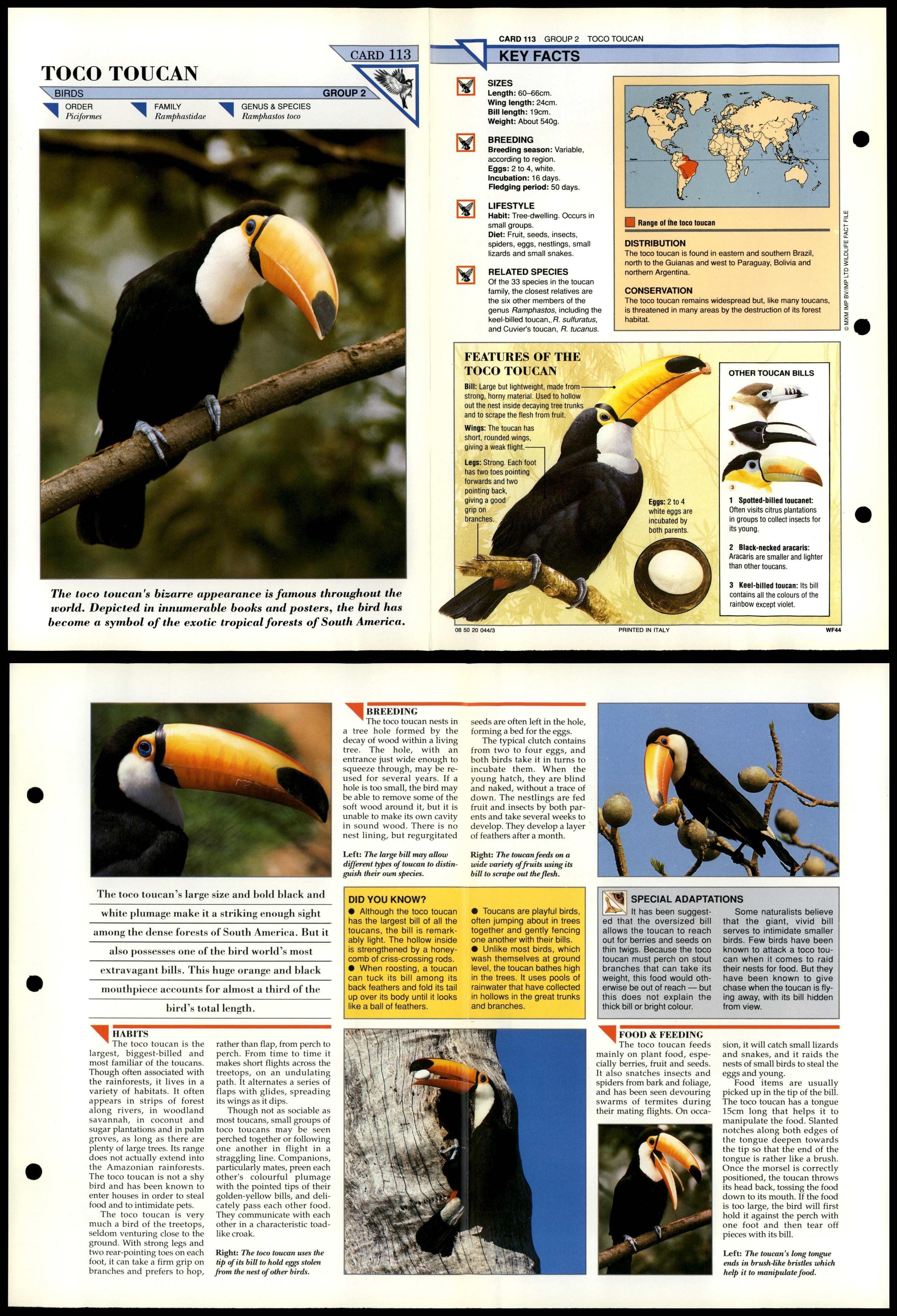 toucan fact file