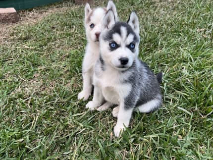 siberian husky puppies for sale nsw